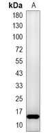 1 - Recombinant Anti-Hemoglobin alpha Rabbit mAb AP94944