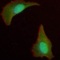 3 - Recombinant Anti-MST2 Rabbit mAb AP94948