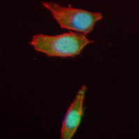 3 - Recombinant Anti-JNK2 Rabbit mAb AP94949