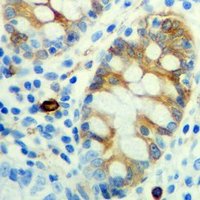 19 - Recombinant Anti-JNK2 Rabbit mAb AP94949