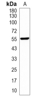 1 - Recombinant Anti-c-Myc (Phospho-T58) Rabbit mAb AP94950