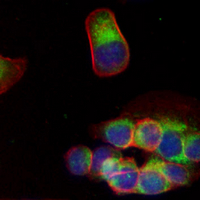 3 - Recombinant Anti-Cortactin Rabbit mAb AP94952