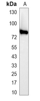 1 - Recombinant Anti-Cortactin Rabbit mAb AP94952