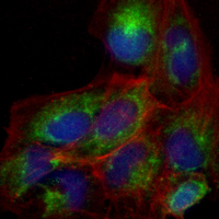 3 - Recombinant Anti-Gamma-enolase Rabbit mAb AP94954