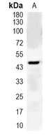1 - Recombinant Anti-Gamma-enolase Rabbit mAb AP94954