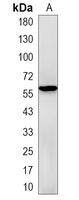 1 - Recombinant Anti-p63 Rabbit mAb AP94955