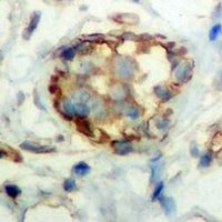 19 - Recombinant Anti-RALBP1 Rabbit mAb AP94956