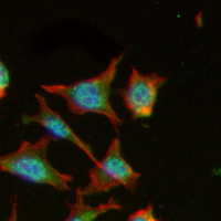 3 - Recombinant Anti-PRPF19 Rabbit mAb AP94957
