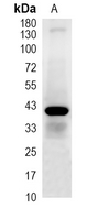 1 - Recombinant Anti-GPR159 Rabbit mAb AP94958