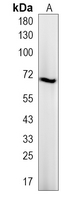 1 - Recombinant Anti-RAD18 Rabbit mAb AP94959