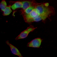 3 - Recombinant Anti-BPI Rabbit mAb AP94960