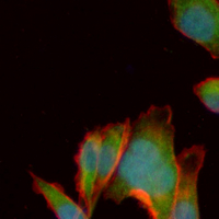 3 - Recombinant Anti-MEKK2 Rabbit mAb AP94962