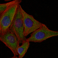 3 - Recombinant Anti-PGHS-1 Rabbit mAb AP94963