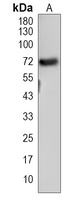 1 - Recombinant Anti-PGHS-1 Rabbit mAb AP94963