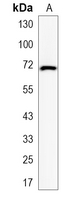 1 - Recombinant Anti-TCF7L2 Rabbit mAb AP94964