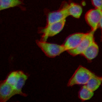 3 - Recombinant Anti-Moesin Rabbit mAb AP94965