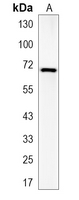 1 - Recombinant Anti-Moesin Rabbit mAb AP94965