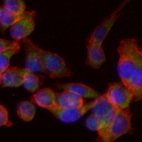 3 - Recombinant Anti-RET Rabbit mAb AP94967