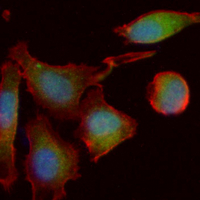3 - Recombinant Anti-PKC-pan Rabbit mAb AP94969