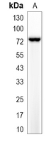 1 - Recombinant Anti-PKC-pan Rabbit mAb AP94969