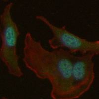 3 - Recombinant Anti-DJ-1 Rabbit mAb AP94971