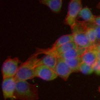 3 - Recombinant Anti-Caspase 10 Rabbit mAb AP94972