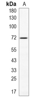 1 - Recombinant Anti-Caspase 10 Rabbit mAb AP94972