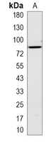 1 - Recombinant Anti-A20 Rabbit mAb AP94974