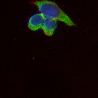 3 - Recombinant Anti-GYS1 Rabbit mAb AP94975