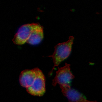 3 - Recombinant Anti-IPP1 Rabbit mAb AP94976