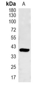 1 - Recombinant Anti-Delta Opioid Receptor Rabbit mAb AP94977