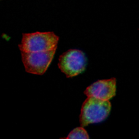 3 - Recombinant Anti-CD136 Rabbit mAb AP94978