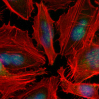3 - Recombinant Anti-Cyclin H Rabbit mAb AP94982
