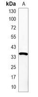 1 - Recombinant Anti-Cyclin H Rabbit mAb AP94982