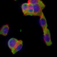 3 - Recombinant Anti-Calnexin Rabbit mAb AP94984
