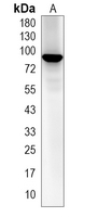 1 - Recombinant Anti-Calnexin Rabbit mAb AP94984