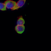 3 - Recombinant Anti-EGFR (Phospho-Y1092) Rabbit mAb AP94985