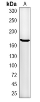 1 - Recombinant Anti-EGFR (Phospho-Y1092) Rabbit mAb AP94985