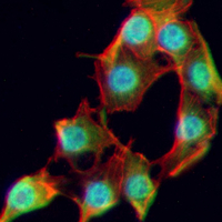 3 - Recombinant Anti-MEK7 Rabbit mAb AP94987