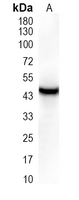 1 - Recombinant Anti-MEK7 Rabbit mAb AP94987