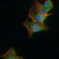3 - Recombinant Anti-HDAC7 Rabbit mAb AP94988