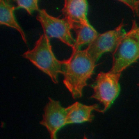 3 - Recombinant Anti-JNK3 Rabbit mAb AP94990