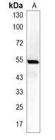 1 - Recombinant Anti-JNK3 Rabbit mAb AP94990