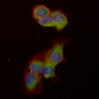 3 - Recombinant Anti-14-3-3 beta/alpha Rabbit mAb AP94992