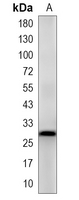 1 - Recombinant Anti-14-3-3 beta/alpha Rabbit mAb AP94992