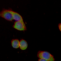 3 - Recombinant Anti-14-3-3 epsilon Rabbit mAb AP94994