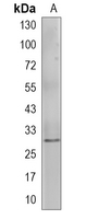 1 - Recombinant Anti-14-3-3 epsilon Rabbit mAb AP94994