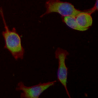 3 - Recombinant Anti-14-3-3 theta/tau Rabbit mAb AP94995