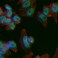3 - Recombinant Anti-CDC45 Rabbit mAb AP94996