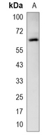 1 - Recombinant Anti-CDC45 Rabbit mAb AP94996